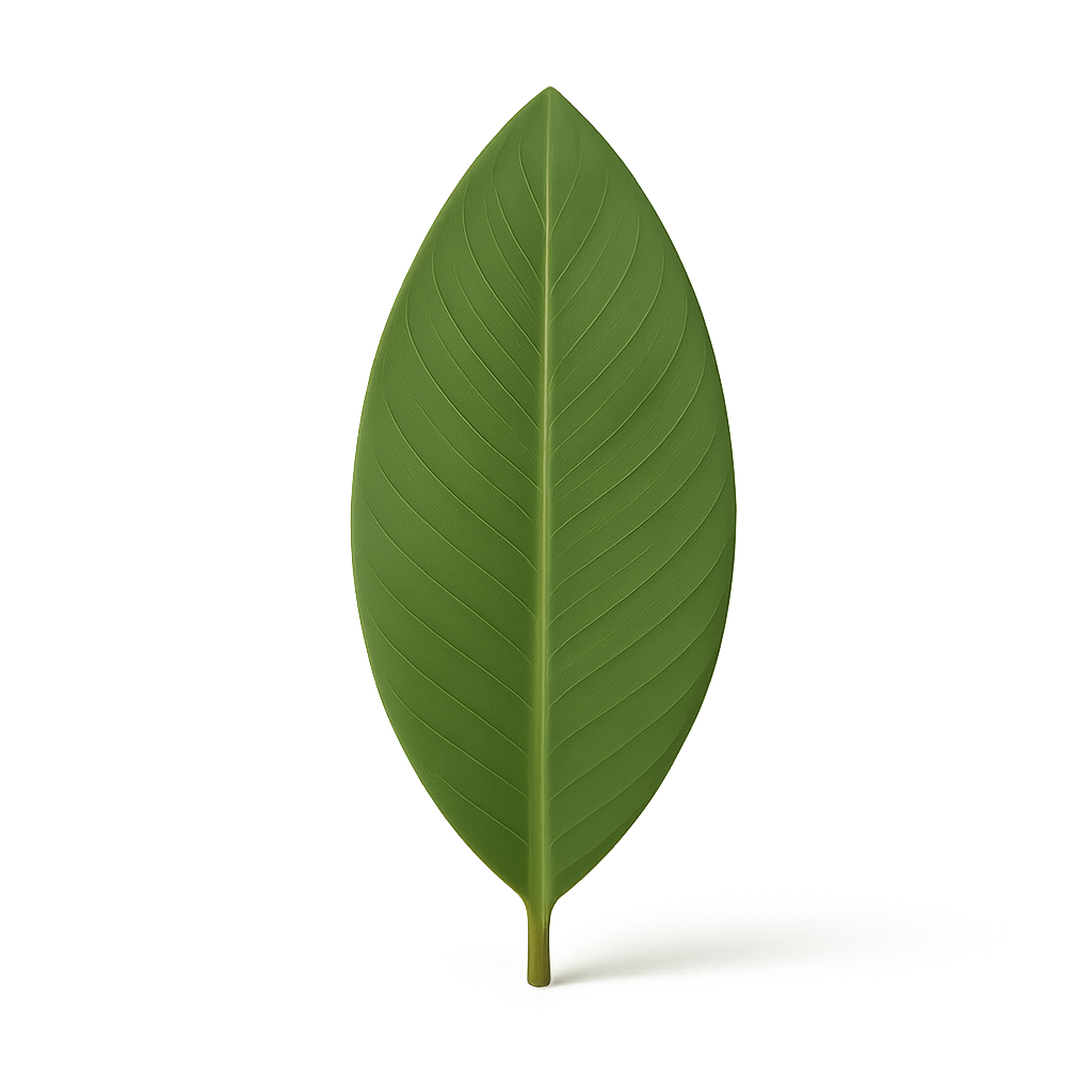 Folha verde com veias detalhadas, ideal para temas de natureza e sustentabilidade.